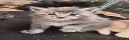 Maine Coon cats for sale: Maine coon pedigree kittens  - Advert 11