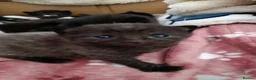 British Shorthair cats for sale: 6 beautiful kittens in Preston - Advert 2