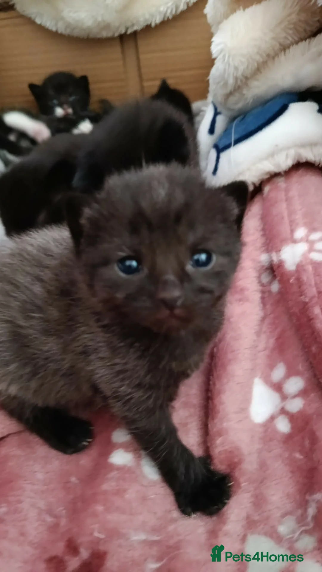 British Shorthair cats for sale: 6 beautiful kittens in Preston - Advert 2