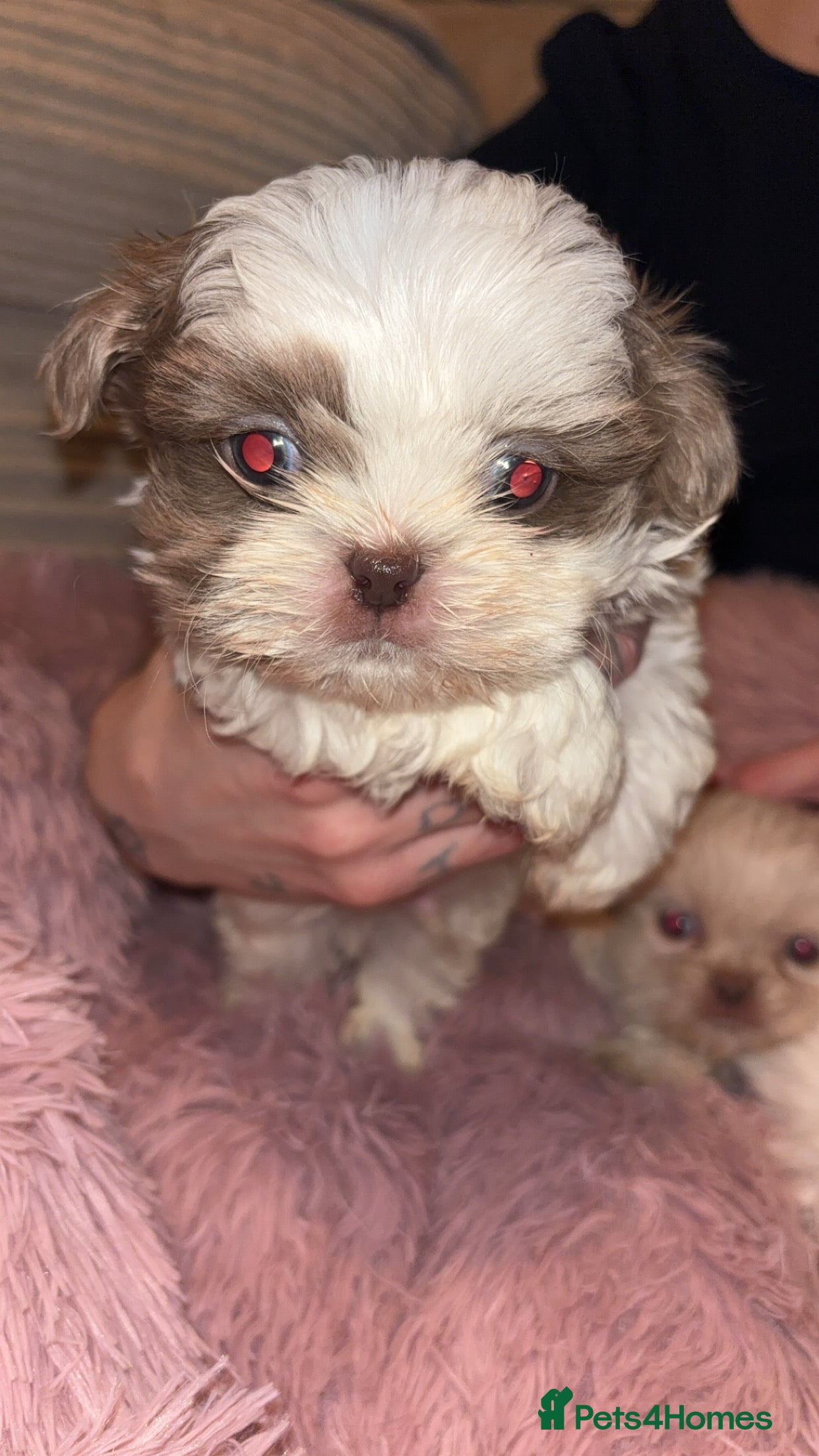 Shih Tzu dogs Beautiful Shih Tzu puppies - Advert 1