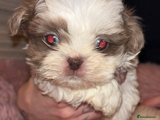 Shih Tzu dogs Beautiful Shih Tzu puppies - Advert 1