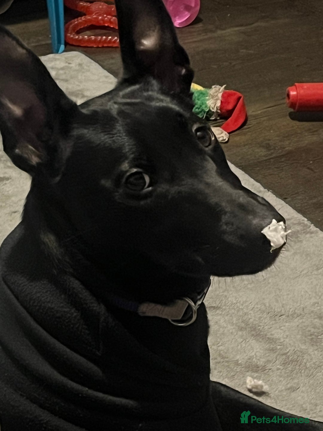 Belgian Shepherd Dog dogs for sale: Belgian Malinois x bull herder  - Image 6