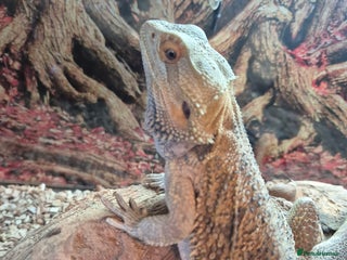 Bearded Dragon reptiles for sale: Very friendly male beardie seeks new home - Advert 1