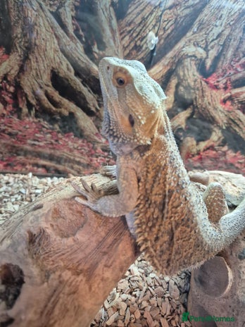 Bearded Dragon reptiles Very friendly male beardie seeks new home - Advert 1