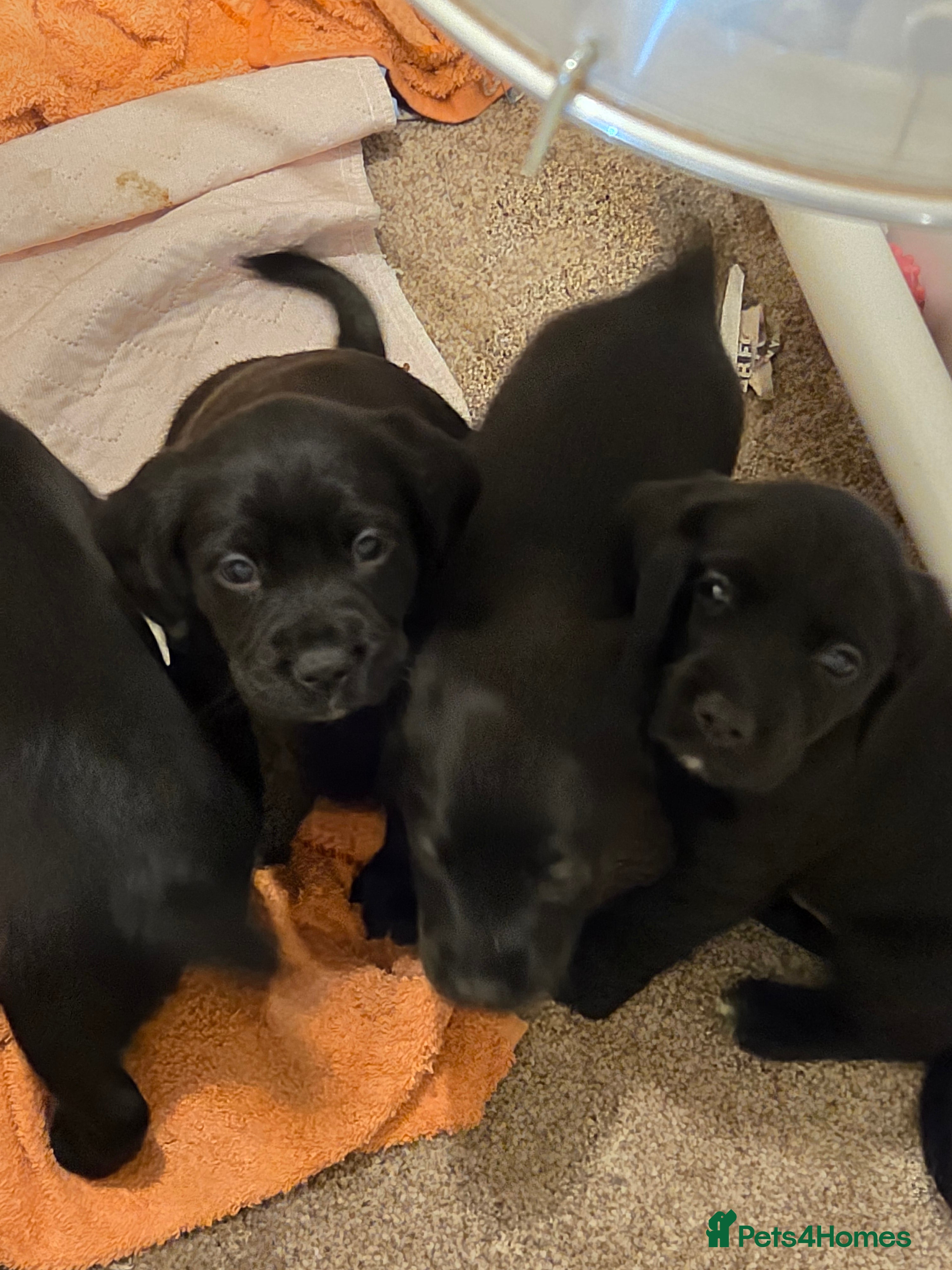 Mixed Breed dogs Sprockers x labrador - Advert 1