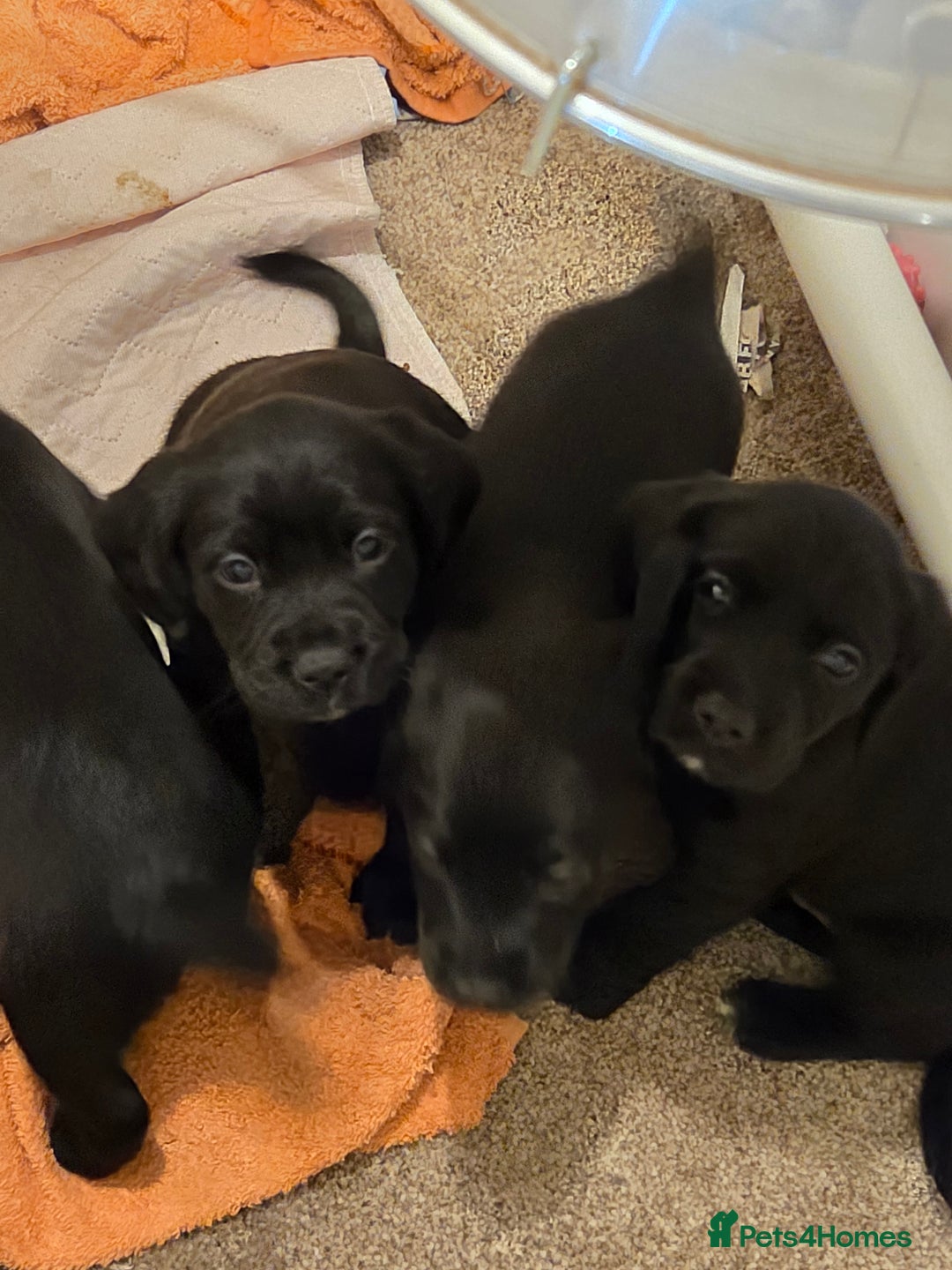 Mixed Breed dogs for sale: Sprockers x labrador - Advert 1