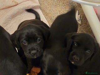 Mixed Breed dogs Sprockers x labrador - Advert 2