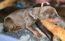 Dobermann dogs for sale: *HEALTH TESTED,HOME REARED,STUNNING DOBERMAN PUPS - Image 9
