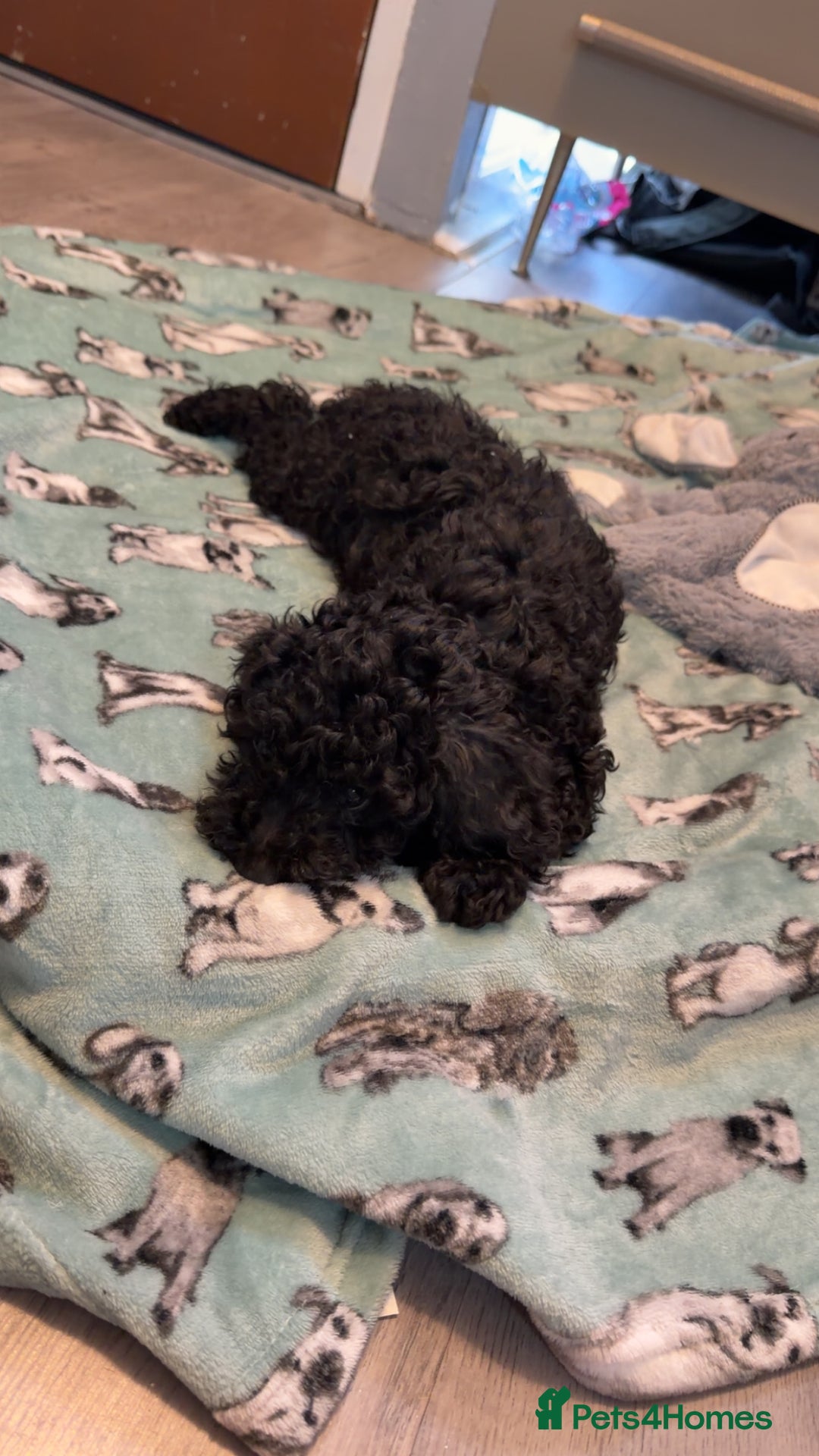 Miniature Poodle dogs for sale: Mini poodle london 3 LEFT - Advert 3