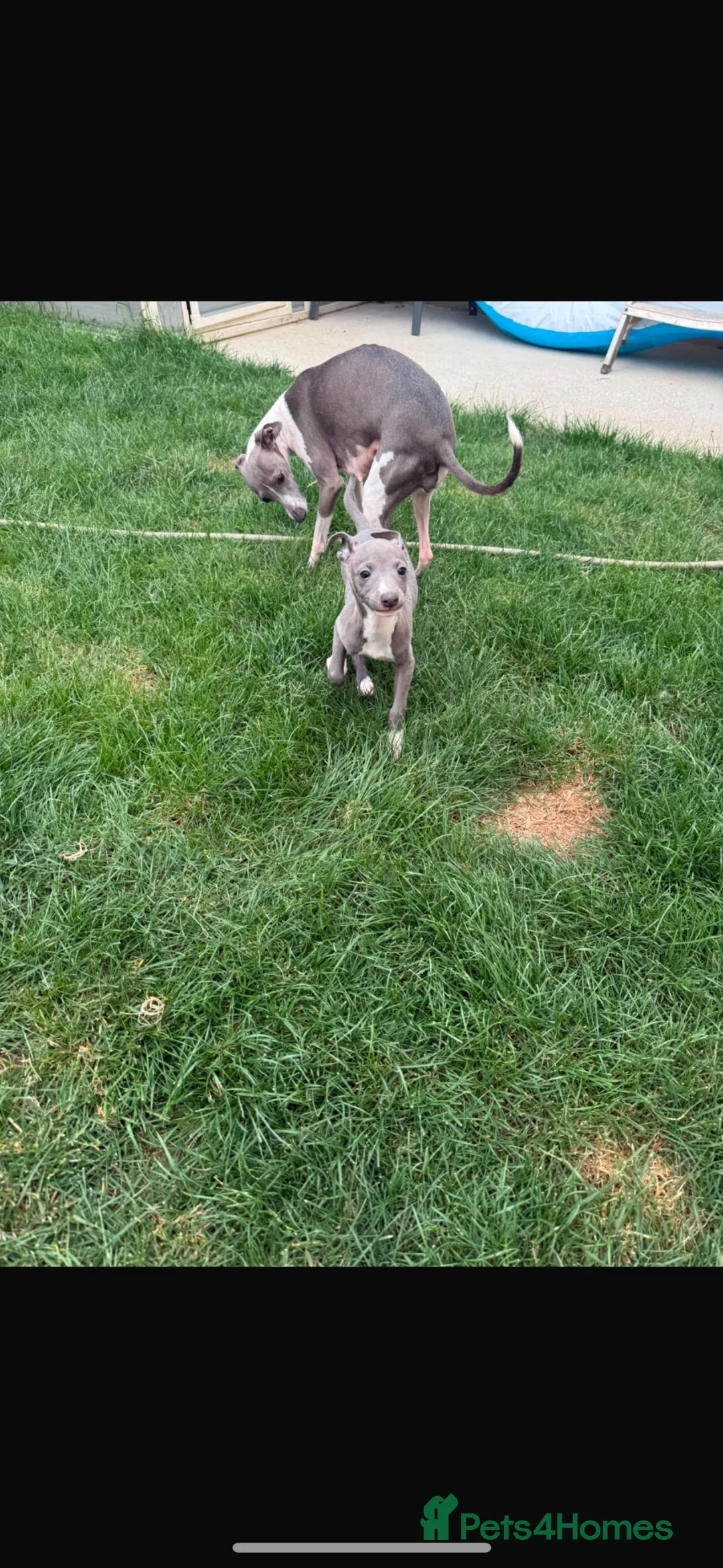 Italian Greyhound dogs for sale: 1 adorable boy Italian greyhound  - Advert 3