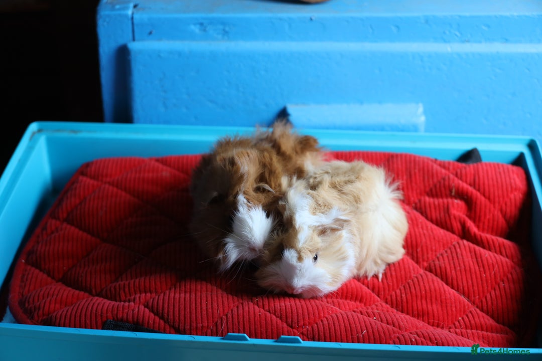 Guinea Pig rodents for sale: Peruvian Baby Boars  for Sale  - Image 3