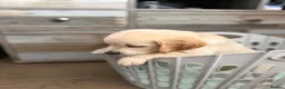Golden Retriever dogs for sale: Beautiful Golden Retriever Puppies - Advert 7