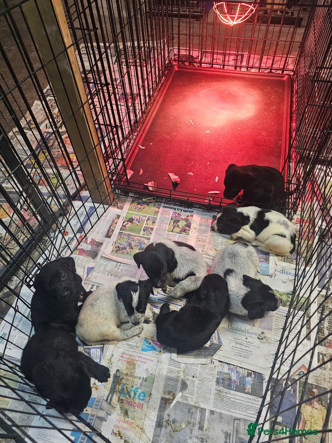 Mixed Breed dogs for sale: Labrador x Pointer Puppies - Advert 3