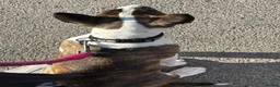 English Bull Terrier dogs for sale: English bull terrier  in Durham - Advert 7