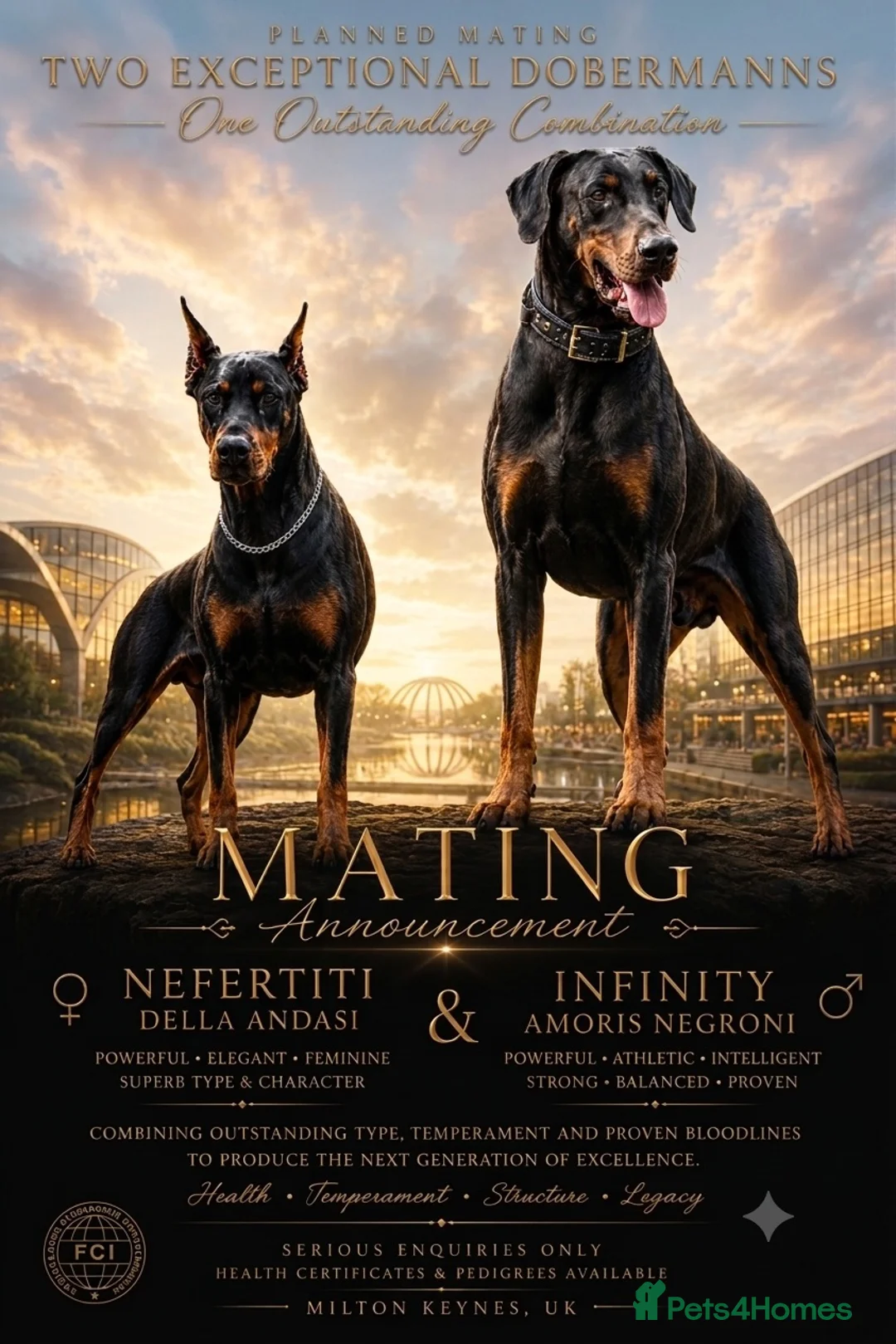 Dobermann dogs for sale: Beautiful Doberman puppies in Bedford - Advert 4