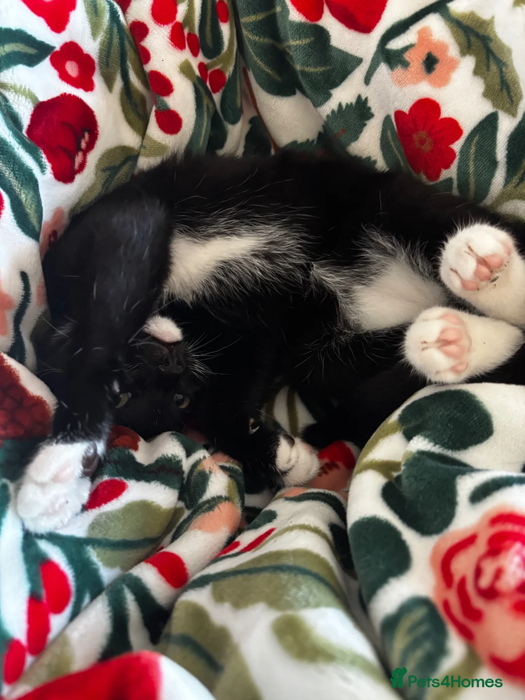 Mixed Breed cats for sale: Gorgeous Tuxedo Kitten 💖 in Hove - Advert 2