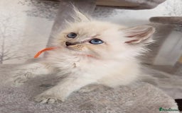 Siberian cats for sale: GCCF champion bloodline siberian nevas - Image 7