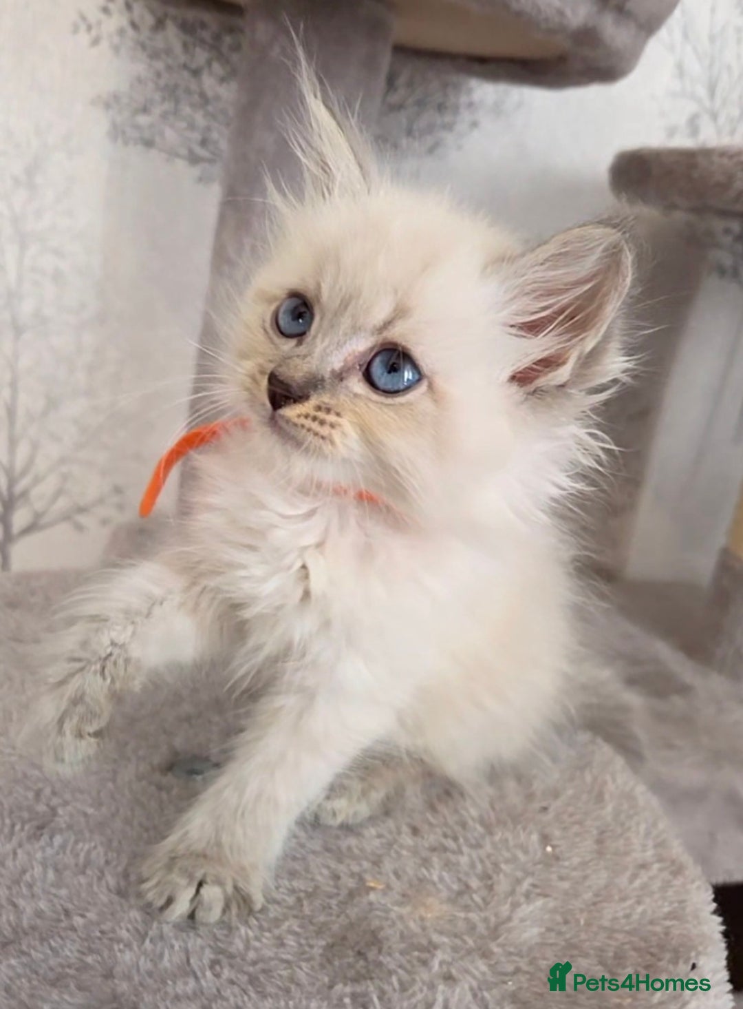 Siberian cats for sale: GCCF champion bloodline siberian nevas - Image 7