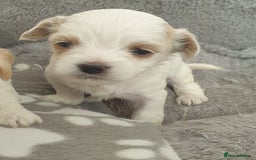Maltipoo dogs for sale: 6 Pedigree Club registered Maltipoo puppies - Image 13