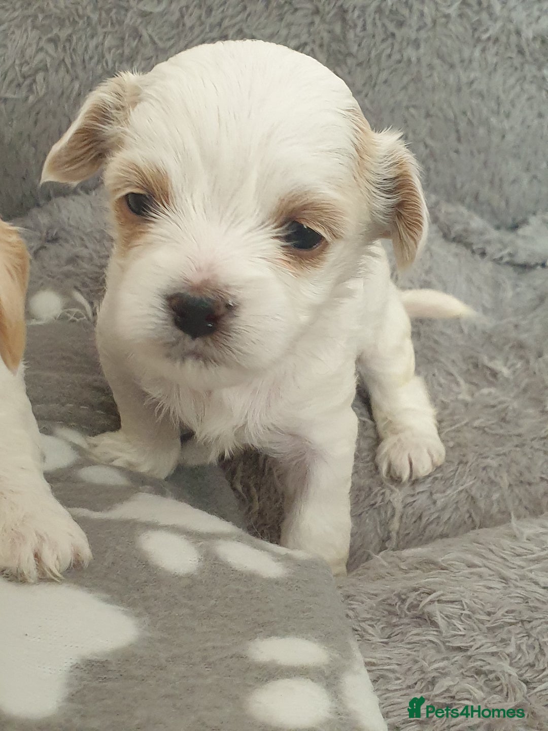 Maltipoo dogs for sale: 6 Pedigree Club registered Maltipoo puppies - Image 13