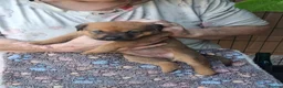 Rottweiler dogs for sale: 🐾 Unique & Gorgeous Shepweiler Mastiff Pups! 🐾 in Salisbury - Advert 4