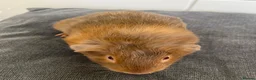 Guinea Pig rodents for sale: 3 Baby Guinea pigs for sale ready now  - Advert 5