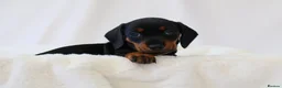 Miniature Dachshund dogs for sale: KC HEALTH TESTED MINIATURE DACHSHUNDS- LICENSED  - Advert 12