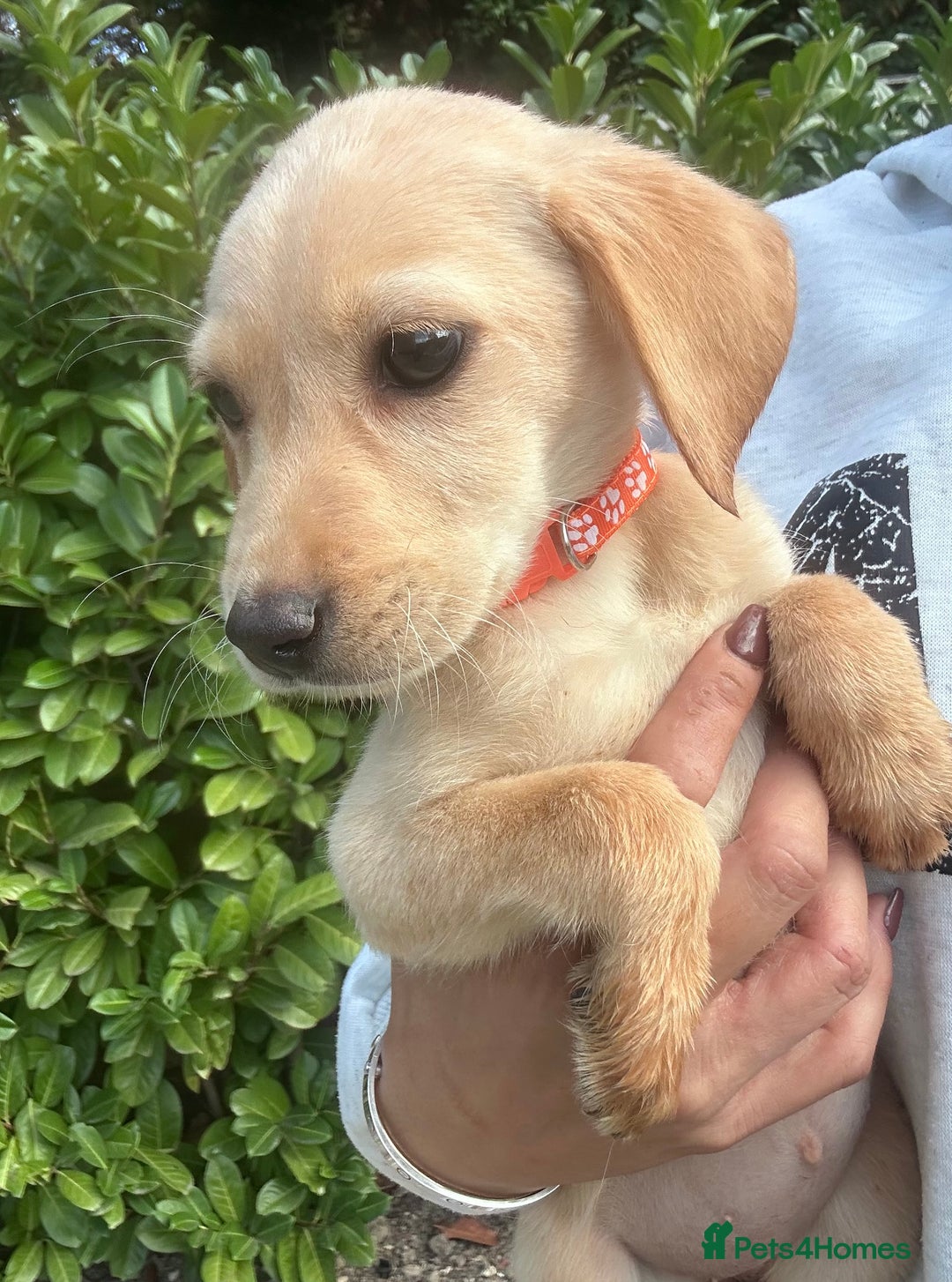 Labrador Retriever dogs for sale: Fox Red Labrador’s  - Image 4