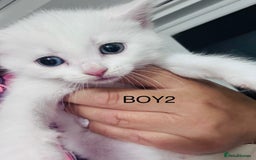 Mixed Breed cats for sale: Perfectly healthy and ready for new loving homes - Image 3