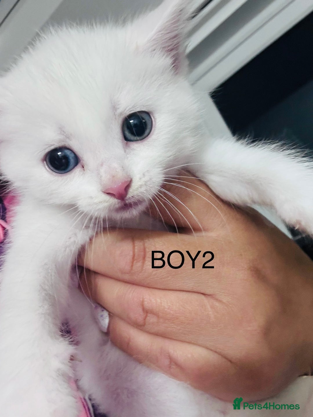 Mixed Breed cats for sale: Perfectly healthy and ready for new loving homes - Image 3