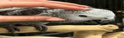 Parrots birds for sale: Beautiful Handreared Baby African Greys  - Advert 3