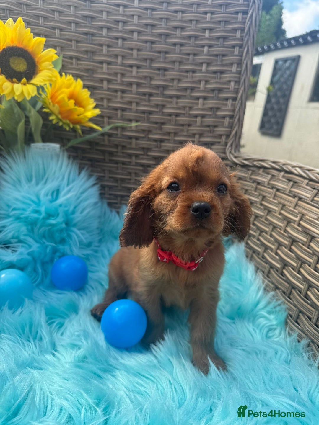Cavalier King Charles Spaniel dogs for sale: Kc registered Ruby red King Charles spaniels - Image 12