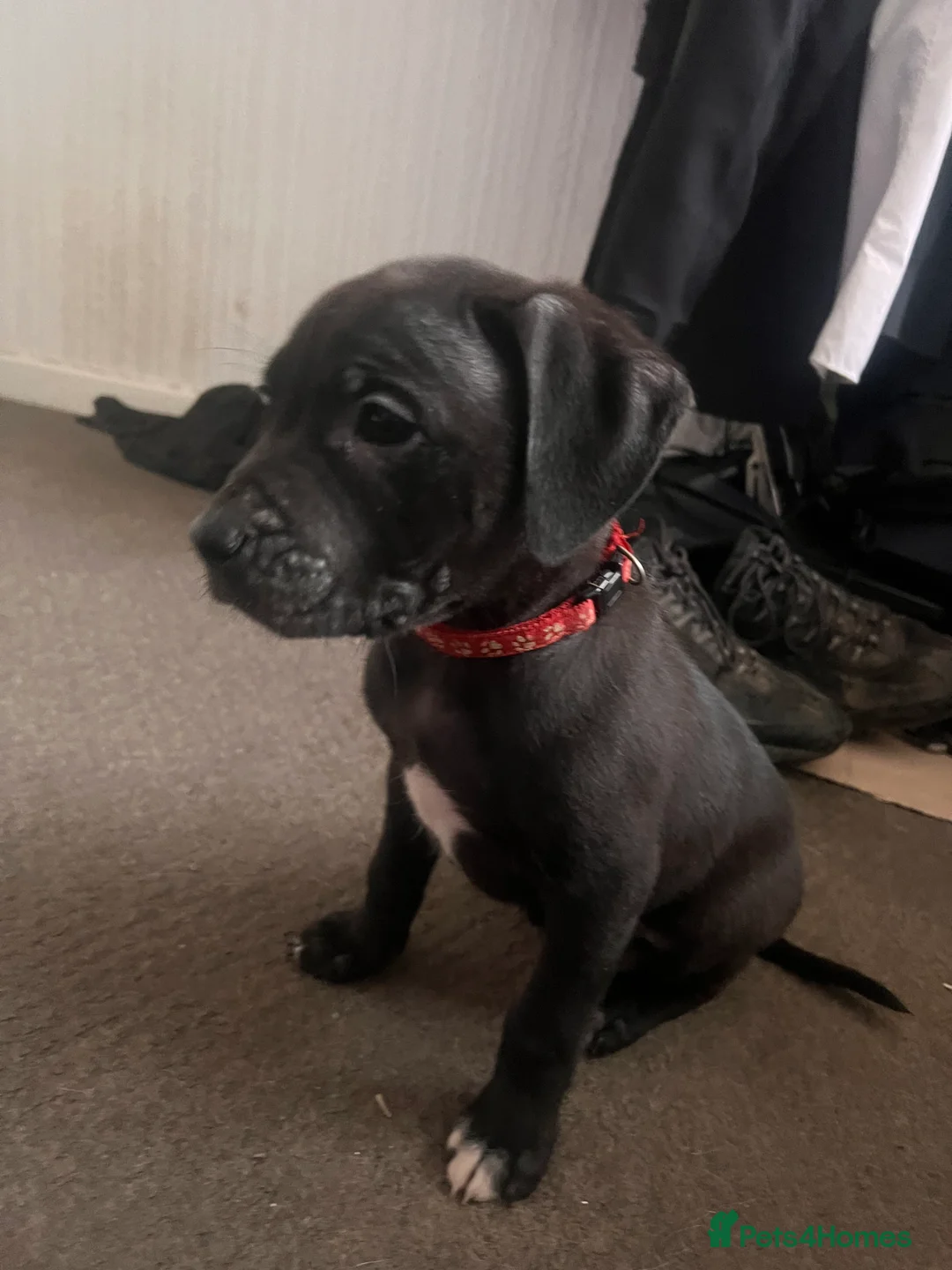 Mixed Breed dogs for sale: 8 Beautiful Mastiff x Staff x Black Mouth Cur Pups - Advert 14