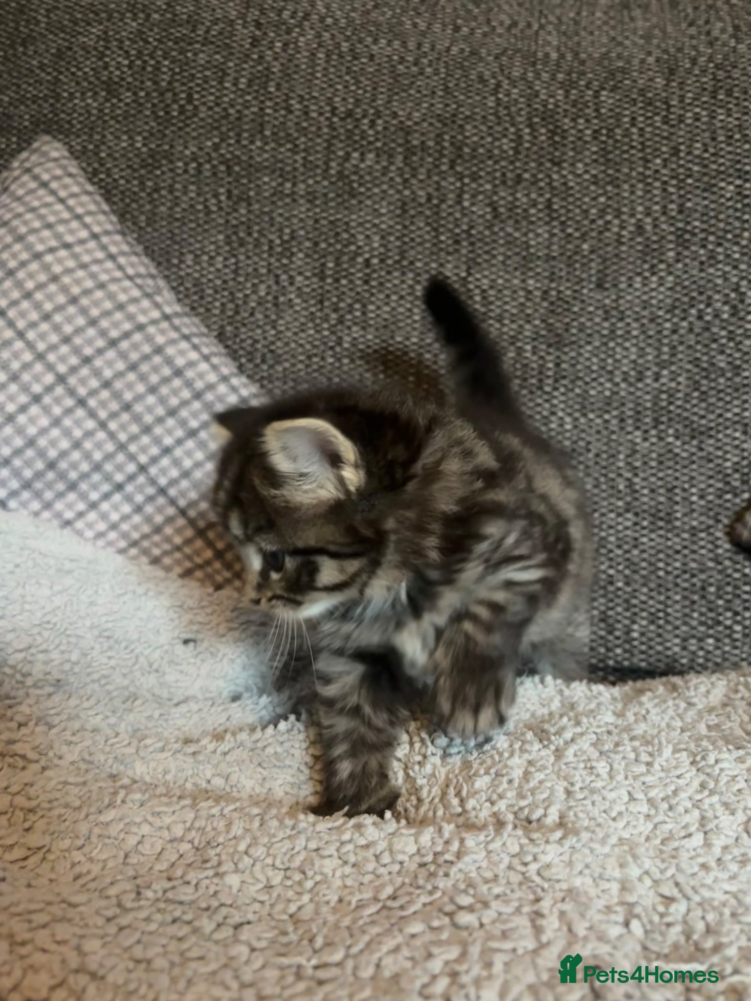 British Longhair cats for sale: Luna’s beautiful British longhair kittens 🐾🥰 in Bury Saint Edmunds - Advert 4