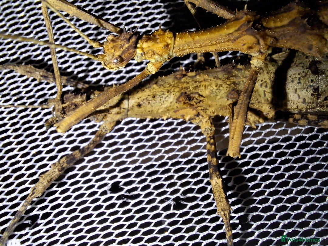 Stick Insects invertebrates for sale: 3 Sungaya Aeta stick insect nymphs (unsexed) - Advert 6