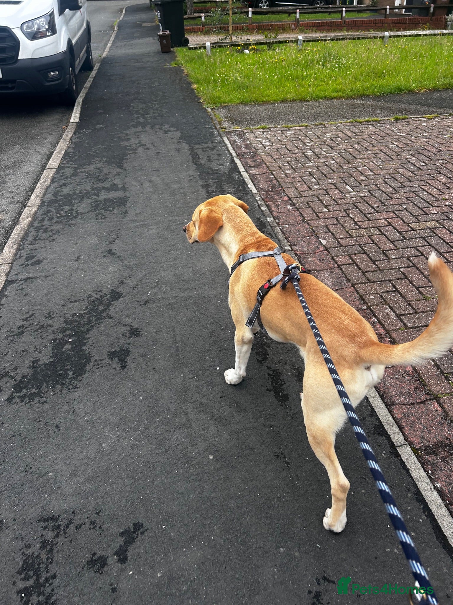 Mixed Breed dogs Male Labrador/Staffy - Advert 2