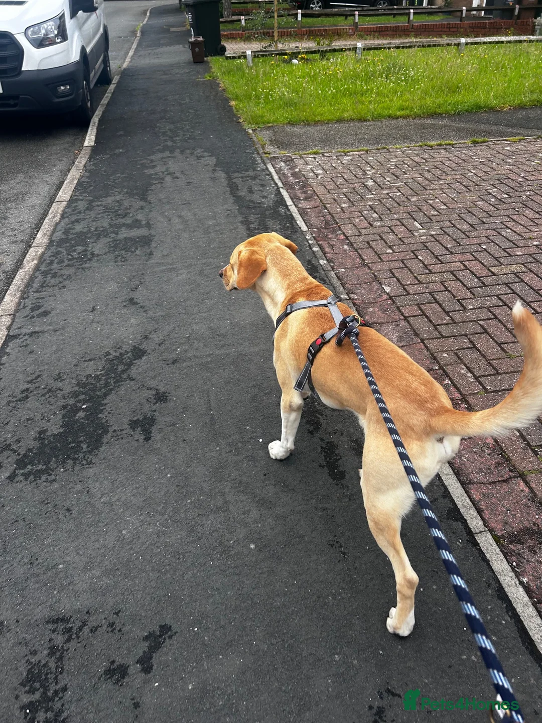 Mixed Breed dogs for sale: Male Labrador/Staffy in Swadlincote - Advert 1