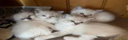 Ragdoll cats for sale: Cute and friendly fluffy Ragdoll kittens - Advert 5