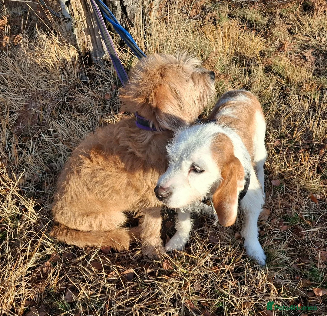 Mixed Breed dogs for adoption: Lovely Dulce looking for her forever home in Midhurst - Advert 2