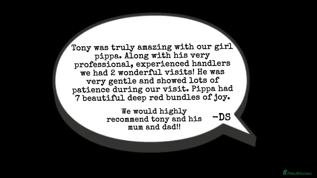 Cavapoo dogs for stud:  Fully healthy tested Proven F1 Cavapoo Stud Dog in Droitwich - Advert 8