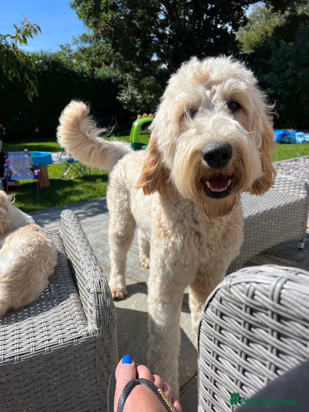 Mixed Breed dogs for sale: 🐾 🧸 *Ready Saturday* Beautiful Doodles 💕🐾 - Image 40