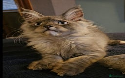 Maine Coon cats for sale: 💖READY NOW💖health tested 💖pure pedigree - Image 30