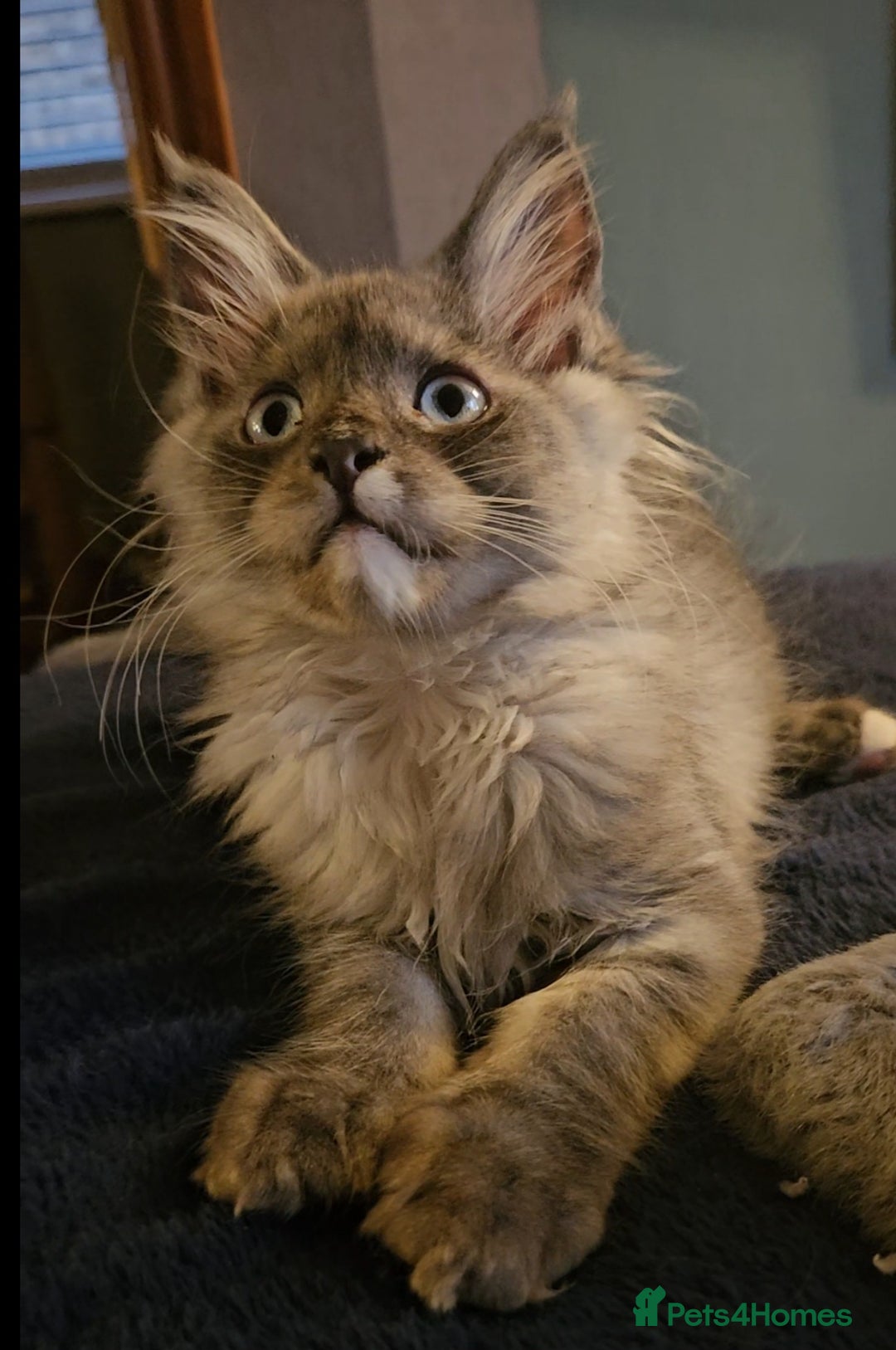 Maine Coon cats for sale: 💖READY NOW💖health tested 💖pure pedigree - Image 30