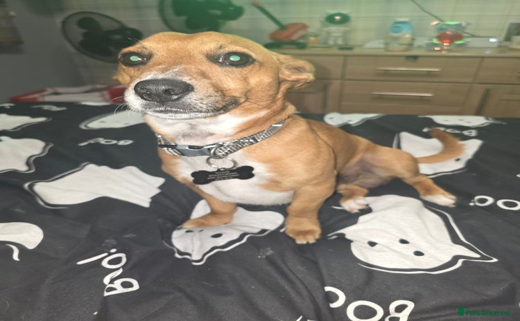 Mixed Breed dogs - Advert 12