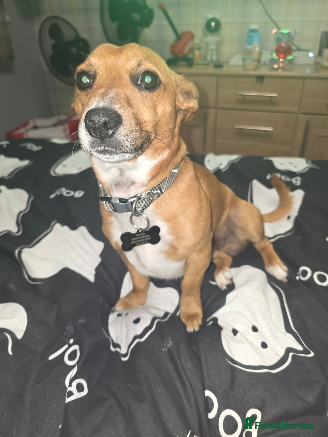 Mixed Breed dogs for sale: Jack Russell terrier x - Image 1