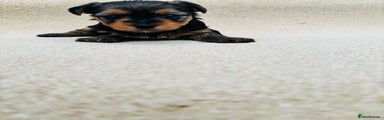 Yorkshire Terrier Puppy 4