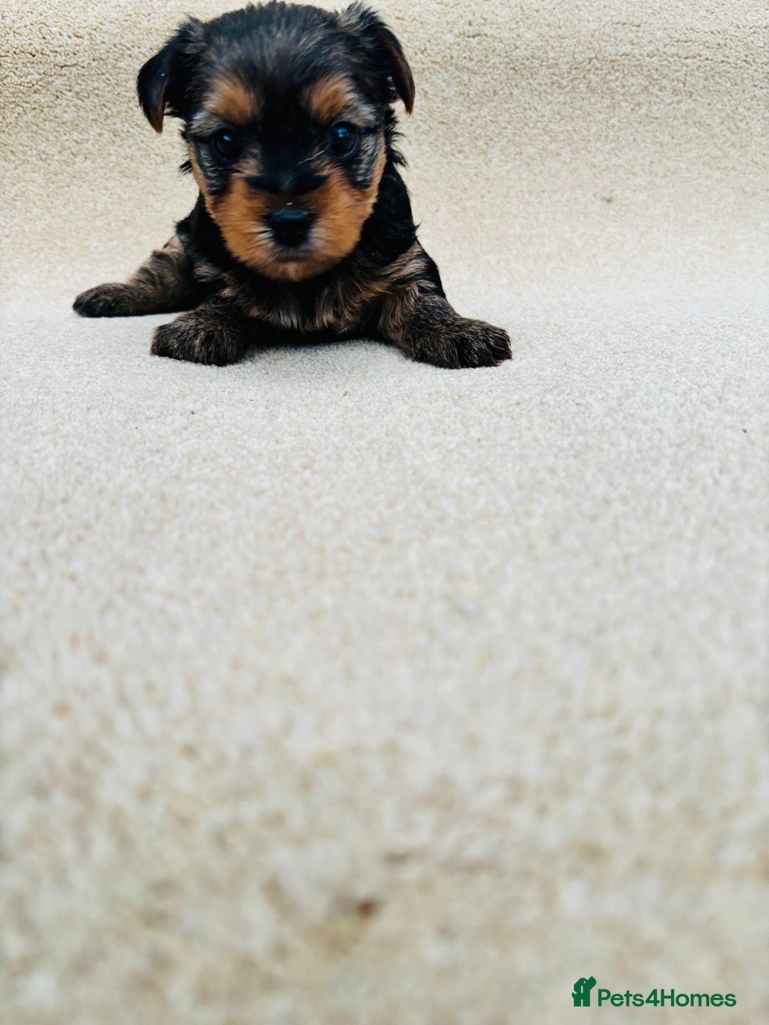 Yorkshire Terrier dogs for sale: Beautiful litter of Yorkshire terrier puppies - Advert 14