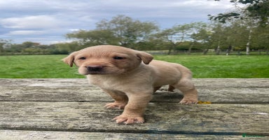 Labrador Retriever dogs - Advert 7