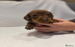 Dachshund dogs for sale: Dachshund puppies  - Image 14