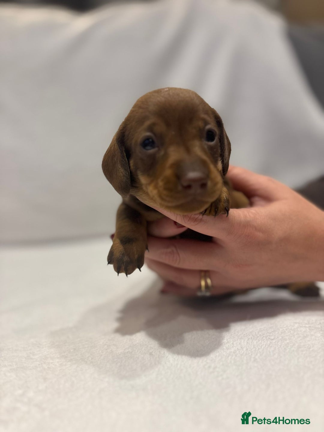 Dachshund dogs for sale: Dachshund puppies  - Image 14